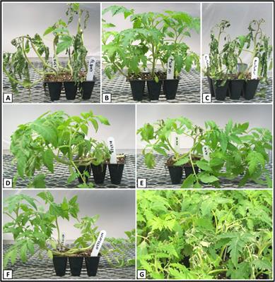 Identification and mapping of QTLs for late blight resistance in the wild tomato (Solanum pimpinellifolium) accession PI 270442 via selective genotyping